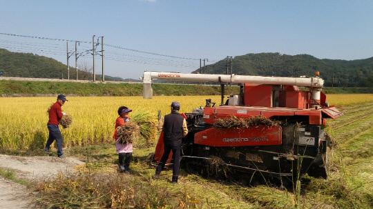 18일 대전 서구 용촌동의 한 벼 농가에서 농민들이 가을 추수 작업에 한창이다. 사진=김대욱 기자
