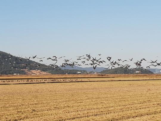 21일 가을걷이가 끝난 천수만 농경지에서 떨어진 낙곡을 먹던 철새들이 인기척에 놀라 날아오르고 있다.
사진=박계교 기자  

