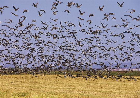 서산시는 27-28일 양일간 서산버드랜드 일원에서 `우아한 몸짓 자유로운 비상`을 주제로 `2018 서산버드랜드 철새기행전`을 연다.
사진은 천수만을 찾은 철새들
사진=서산시 제공
