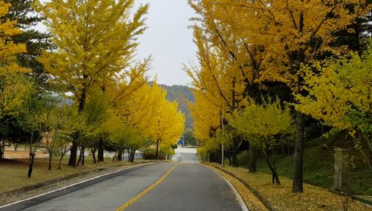 지난 23일 국립대전현충원의 은행나무 가로수길이 노랗게 물들어 가을빛을 뽐내고 있다. 사진=윤종운 기자
