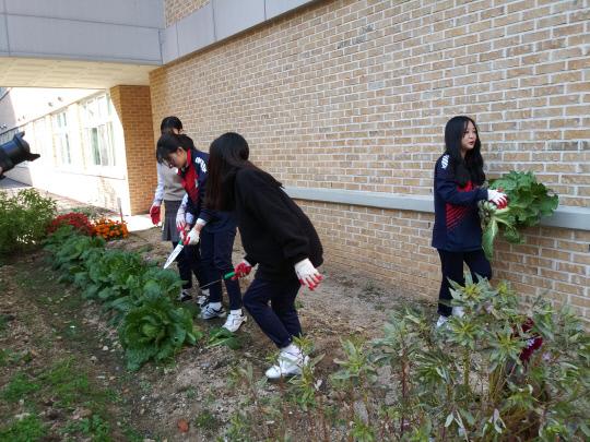 지난 3일 도담고 학생들이 연서면 김장 봉사를 위해 직접 키운 배추를 수확하고 있다. 사진=세종시교육청 제공
