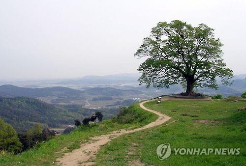 부여 성흥산 사랑나무  [연합뉴스]