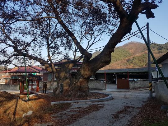 충북 영동군 학산면 박계리 마을 입구에는 `독립군 나무`로 불리는 느티나무.
