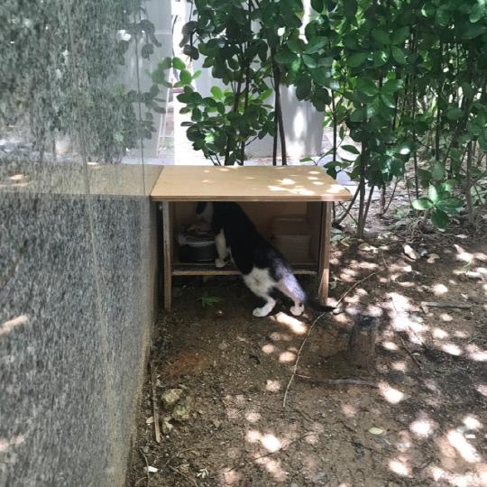 유성구 봉명동에 있는 한 길고양이 급식소
