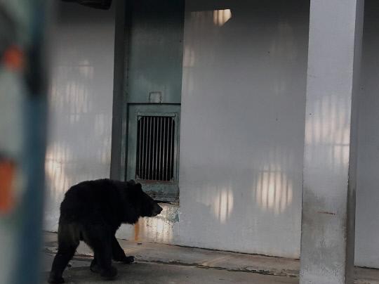 청주동물원의 새 가족이 된 반달가슴곰 반이. 사진=청주랜드관리사업소 제공
