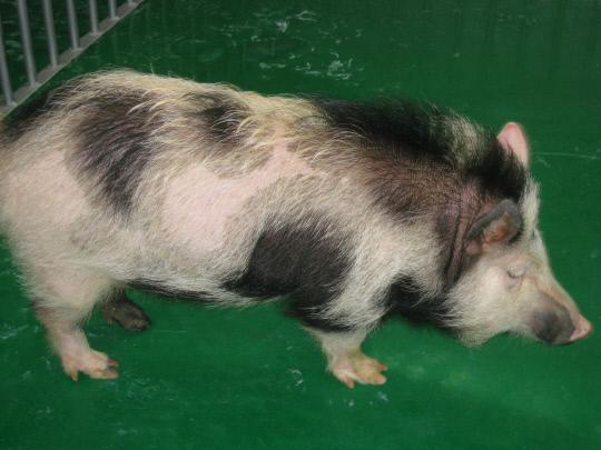국립축산과학원에서 2009년 태어난 최초의 이종이식용 돼지 `지노`.
사진=농진청 제공 

