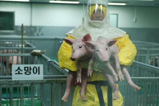 이종이식 부작용인 혈액응고를 억제할 수 있는 돼지 `소망이`를 축산과학원 연구진이 품에 안고 있다.
사진=농진청 제공
