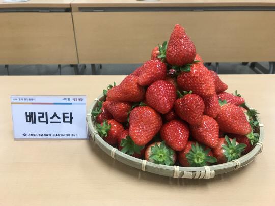 올해 시범사업으로 육성되는 딸기 신품종인 `베리스타`.
사진=농진청 제공
