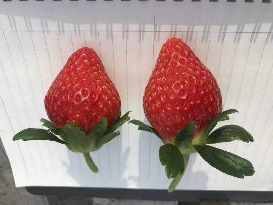 올해 시범사업으로 육성되는 딸기 신품종인 `금실`.
사진=농진청 제공
