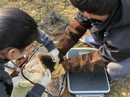 국립생태원 연구진이 최근 번식에 성공한 새끼 수달에게 마이크로칩을 삽입하고 있다. 사진=국립생태원 제공
