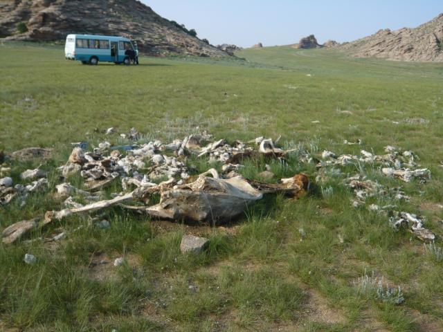 2010년 조드(dzud)에 죽은 몽골 Erdenesant 지역의 가축 폐사체 흔적. [사진=생물다양성정보연구소]