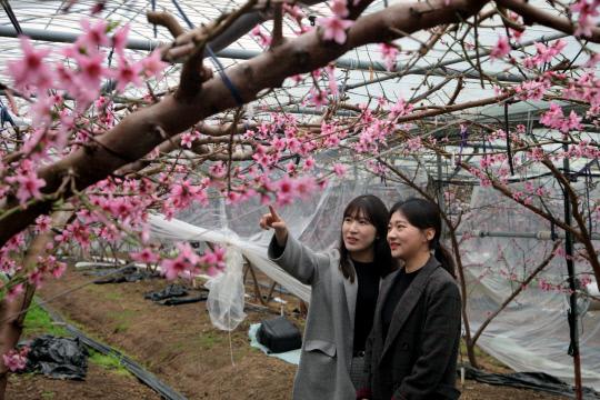 지난 12일 영동군의 한 시설하우스 복숭아 농가에서 복사꽃이 만개해 있다. 사진=영동군 제공.
