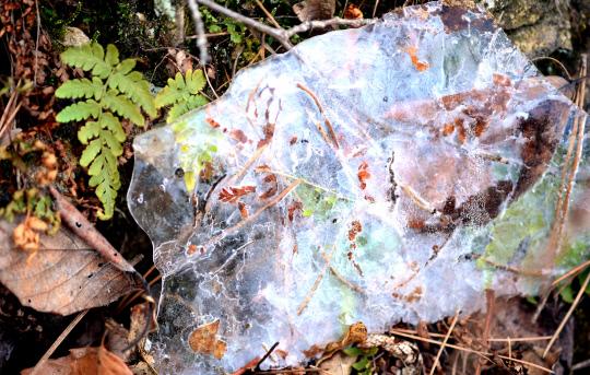 13일 계룡산 수통골  산자락에  초록의 생명이 얼음을 뚫고 올라오고 있다. 빈운용 기자 
