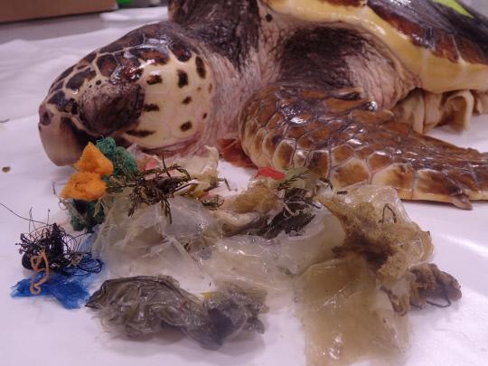 방류 10일만에 폐사체로 발견된 붉은바다거북과 거북의 장 내에서 나온 해양쓰레기.
