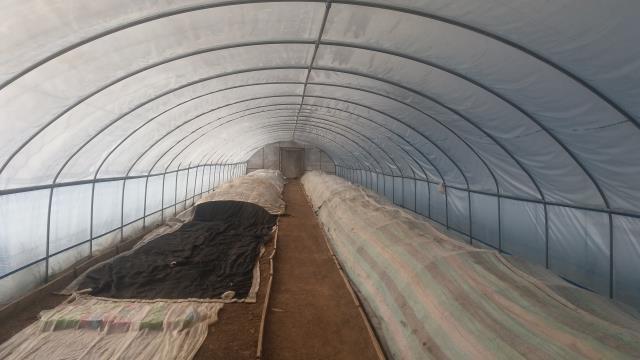 몽골 울란바토르 주변에 설치된 한국 이마트의 비닐하우스 농장 내부(2017년 3월). [사진=대전일보DB]