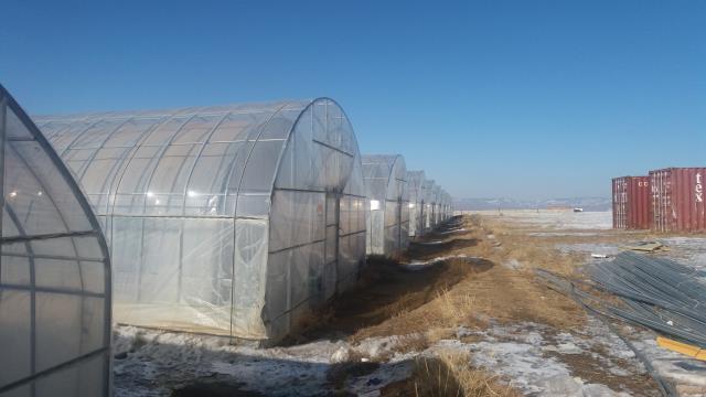 몽골 울란바토르 주변에 설치된 한국 이마트의 비닐하우스 농장 전경(2017년 3월). [사진=대전일보DB]
