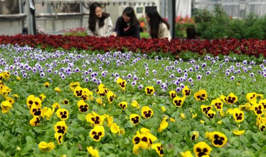 군 농업기술센터 봄 꽃 모종모습. 사진=옥천군농업기술센터 제공
