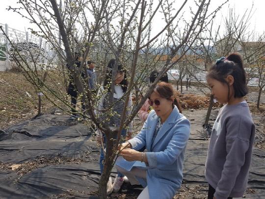 음성 평곡초등학교는 21일 전교생이 텃밭에 나가 매실나무에 `내 나무에 이름표 달고 가꾸기`행사를 실시했다.        사진은 선생님과 함께 학생들이 이름표를 달고 있다.       사진=평곡초 제공
