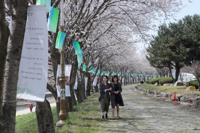 지난 8일 영동군 영동읍 영동천변에서 관광객들이 벚꽃길을 걷고 있다. 사진=영동군 제공