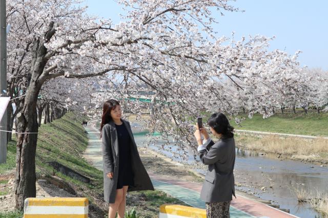8일 영동군 영동읍 영동천변에서 관광객들이 벚꽃을 배경으로 사진을 찍고 있다. 사진=영동군 제공.
