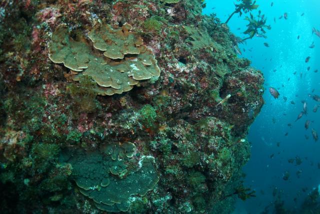 제주지역에 확산되고 있는 돌산호. [사진=국립해양생물자원관]