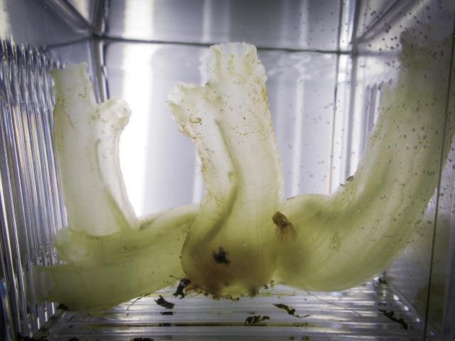 실험중인 유령멍게 성체 모습 (입수공 출수공으로 물을 통과시켜 유기물 섭취)