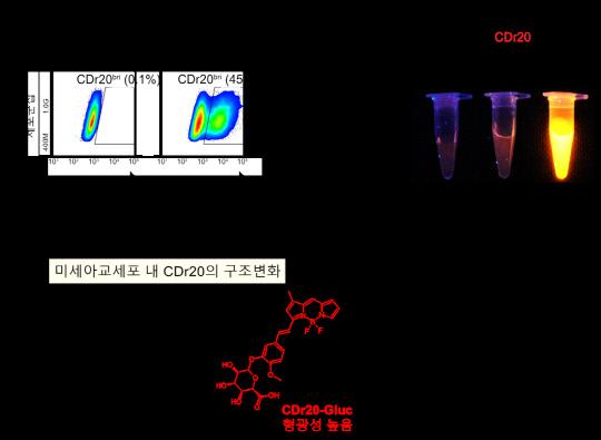 [그림4] CDr20의 미세아교세포 선택적 염색 메커니즘.
