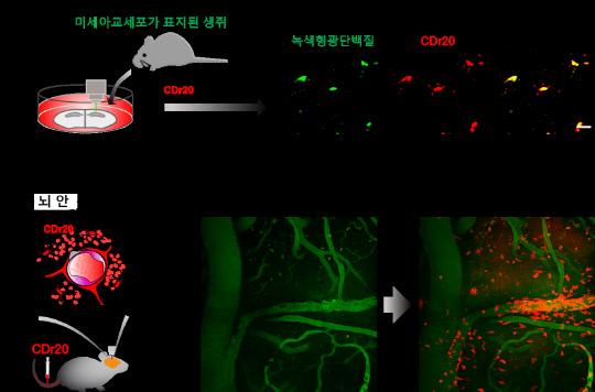 [그림3] 알츠하이머 모델동물 뇌의 미세아교세포를 CDr20으로 관찰한 모습.
