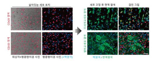 [그림2] 미세아교세포 특이적인 형광물, CDr20의 동정 및 확인.
