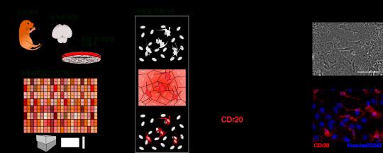 [그림1] 미세아교세포 특이적인 형광체 CDr20 선별.
