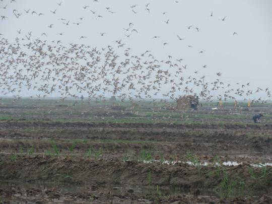 갯벌과 논은 수많은 새들의 집이다. 북한 평안남도 문덕군 철새보호구역(Tidal Flats and rice fields at the Korean West Coast (here in Mundok) are home of thousands of waders). 사진=한스자이델재단 제공
