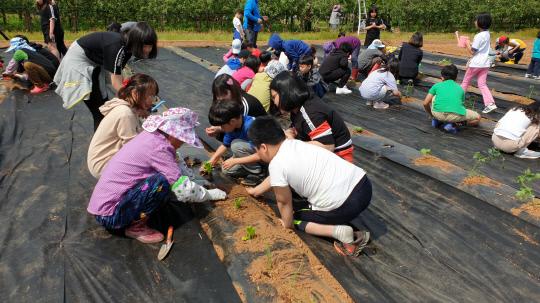 구만초 학생들이 마을명예교사와 함께 1인1멘토의 텃밭을 조성하고 열심히 자신의 채소를 키우고 있다.사진=예산교육청 제공
