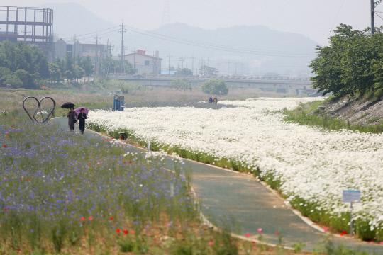 서산시 운산면행정복지센터(면장 김동찬)가 아름다운 운산만들기 사업으로 조성한 700m 꽃밭에 `샤스타 데이지`가 만개, 장관을 이루고 있다.
사진=운산면행정복지센터 제공
