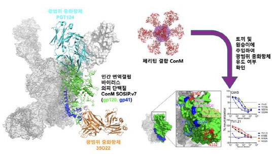 설계된 인간면역결핍바이러스(HIV) 외피 단백질 ConM의 구조와 광범위 중화항체 유도 가능성 제시.

