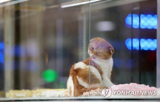한 애완동물 가게에서 고양이가 분양을 기다리고 있다. [연합뉴스](위 사진은 기사 내용과 관련 없음.)