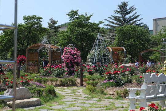 장미꽃이 만개한 노근리평화공원의 모습. 사진=영동군 제공.
