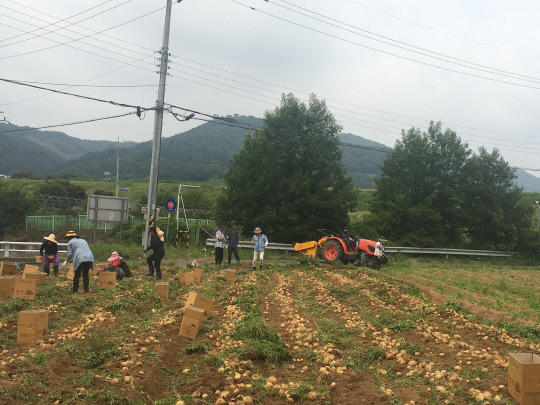 서천 문산면 직원들이 지난 18일 신농리 농가에서 감자수확 일손 돕기 활동을 펼쳤다. 사진=서천군 제공
