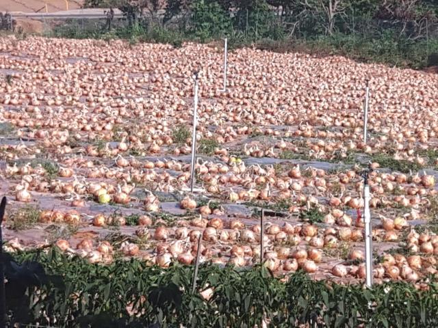 25일 서산시 부석면 지산리 한 양파 재배농가에서 수확한 양파가 널려있다. 그러나 양파값 폭락으로 제값을 받기 어렵게 되자 재배 농가가 난감해 하고 있다.  
사진=박계교 기자 
