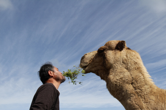 낙타와 나 Camel and I, 2016 가을, 남아프리카공화국 랑게반
