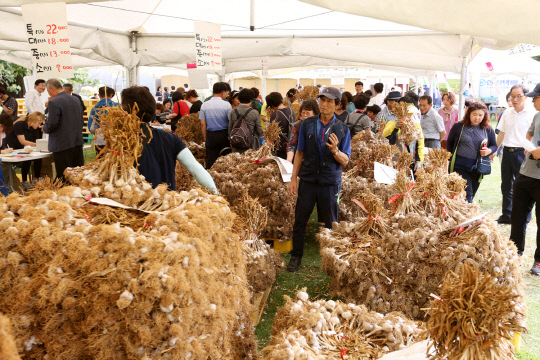 제13회 서산6쪽마늘축제에 2만 7000여명이 찾았고, 3억 2000여만 원의 농산물 판매를 한 것으로 집계됐다.
사진=서산시 제공
