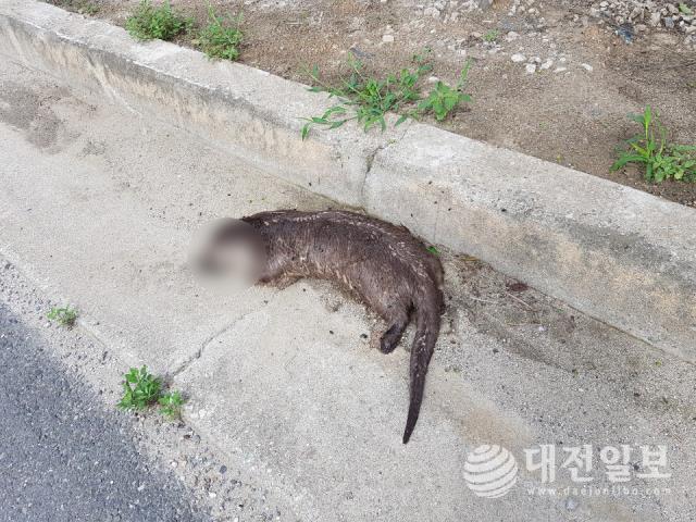 23일 청주 남일면 도로가에서 천연기념물인 수달 한 마리가 죽은 채 발견됐다. 사진= 독자 제공
