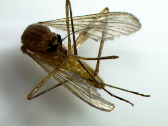 일본뇌염 매개 모기인 `작은빨간집모기`. 사진=대전시 제공 
