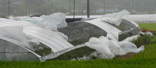 한반도를 강타한 태풍 링링의 영향으로 가을걷이를 앞둔 농가에 큰 피해를 입혔다. 8일 충남 논산시 가야곡면의 비닐하우스가 강풍에 찢껴져 있다. 빈운용 기자

