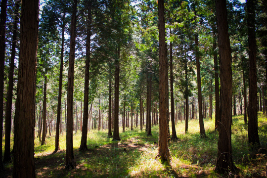 남해편백자연휴양림 편백나무숲. 사진=산림청 제공
