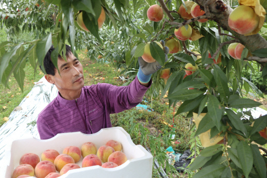 지난 21일 영동군 양강면 2만 4000㎡ 규모의 밭에서 복숭아를 재배하는 김영기(56)씨가 붕숭아를 수확하고 있다. 사진=영동군 제공.

