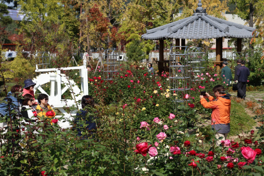 지난해 열린 노근리 가을정원축제에서 방문객들이 장미꽃을 배경으로 기념촬영하고 있다. 사진= 노근리국제평화재단 제공.
