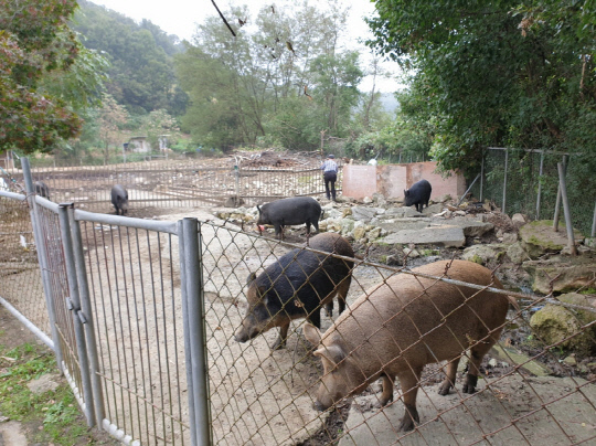 공주시는 아프리카 돼지열병(ASF)에 선제적으로 대응하기 위해 소규모 농가에서 키우는 돼지를 모두 살처분하기로 했다. 사진=공주시 제공 
