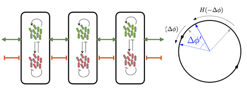 [그림] 박테리아들의 복잡한 상호작용을 수학을 이용해 원위의 점들의 상호작용으로 단순화한 모식도. 그림=KAIST 제공
