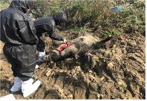17일 경기 파주에서 발견된 멧돼지 폐사체에서 시료를 채취하고 있다. 사진=환경부 제공
