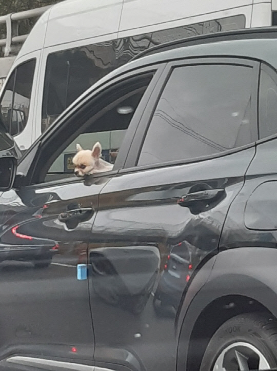 강아지가 운전석 창문 밖으로 고개를 내밀고 있다. 사진=독자제공
